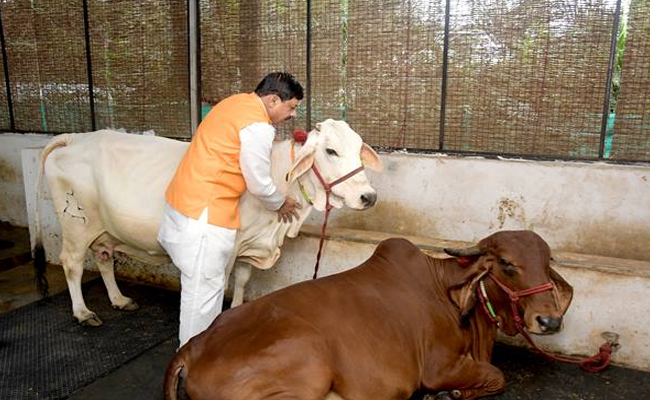 मंगल तिथियों पर आधारित जन्माष्टमी सभी के जीवन में मंगल ही मंगल करे: मुख्यमंत्री डॉ. यादव