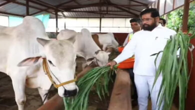 महाराष्ट्र सरकार का बड़ा फैसला, स्वदेशी गाय को अब राजमाता-गौमाता का दर्जा