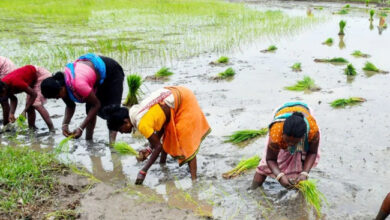 प्रधानमंत्री श्री मोदी ने किसानों के लिए 7 नई कृषि परियोजनाओं को दी मंजूरी