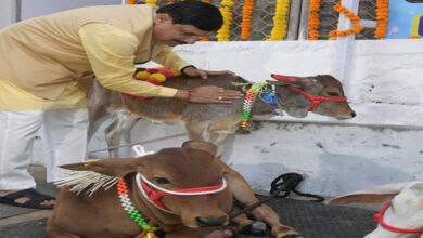 मुख्यमंत्री डॉ. यादव ने की गोवर्धन पूजा की तैयारी