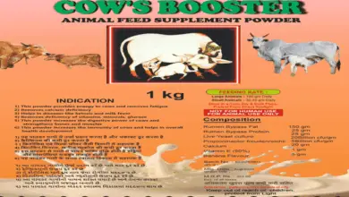 दुधारू पशुओं के स्वस्थ्य के लिए जरूरी है “COW’s BOOSTER”