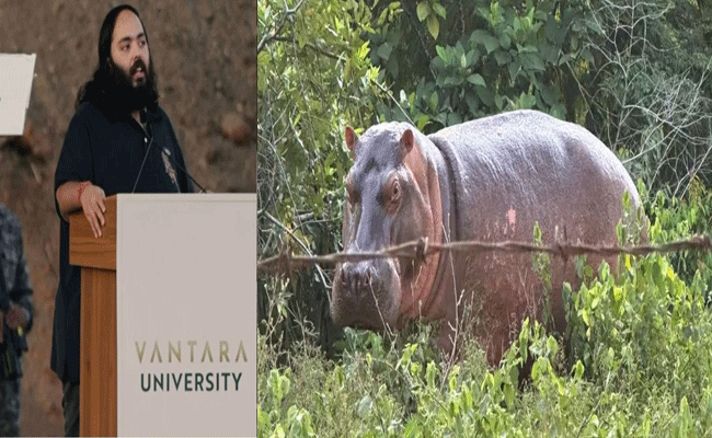 अनंत अंबानी ने कोलंबिया से 80 दरियाई घोड़ों की जान बचाने की अपील की; ‘वनतारा’ में आजीवन घर देने का रखा प्रस्ताव