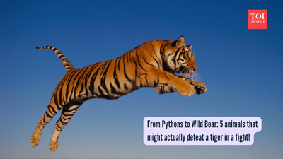 From Pythons to Wild Boar: 5 animals that might actually defeat a tiger in a fight! |