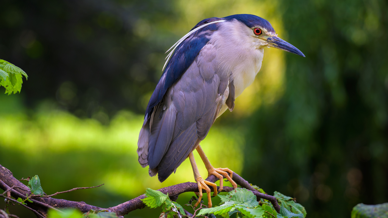 5 stunning birds that visit India every summer
