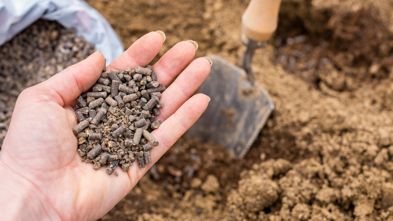 5 smart and pocket-friendly tips to grow a grocery-saving kitchen garden for under ₹1,000