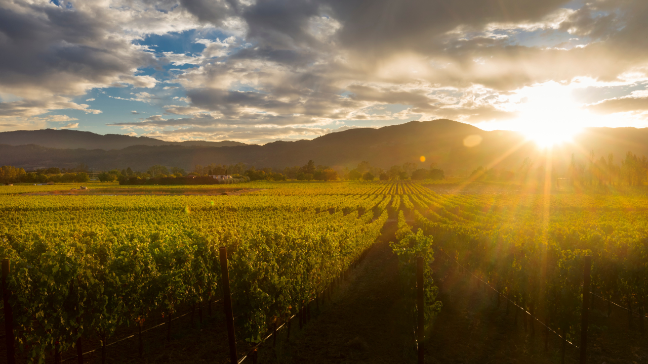 India’s hidden wine regions beyond Nashik